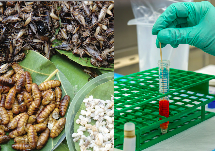 Laboratorijsko meso in farme insektov kot prehranska rešitev